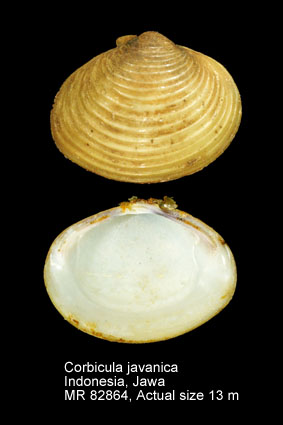 Corbicula javanica.jpg - Corbicula javanica (Mousson,1849)